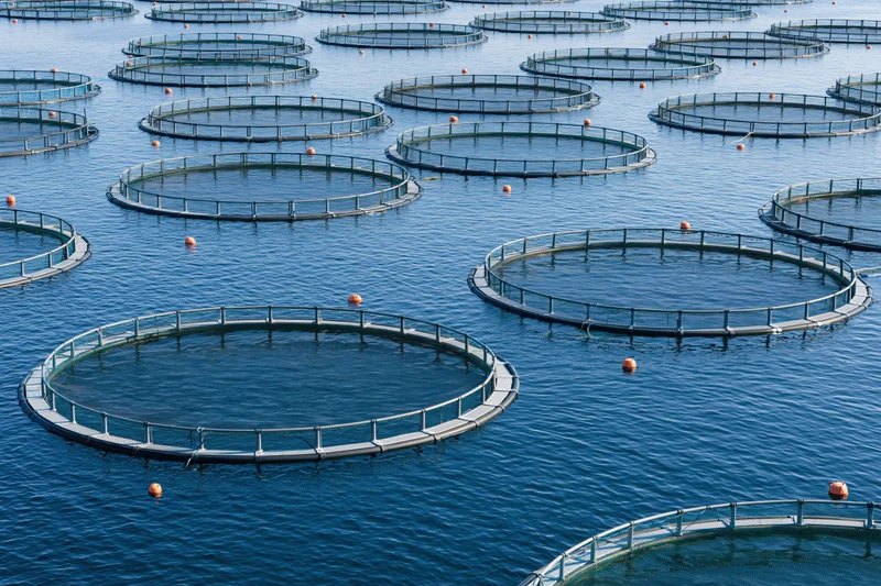 Circular fish cages floating in open sea water