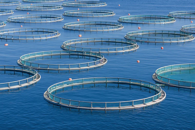 Aerial view of an open-sea fish farm with circular pens