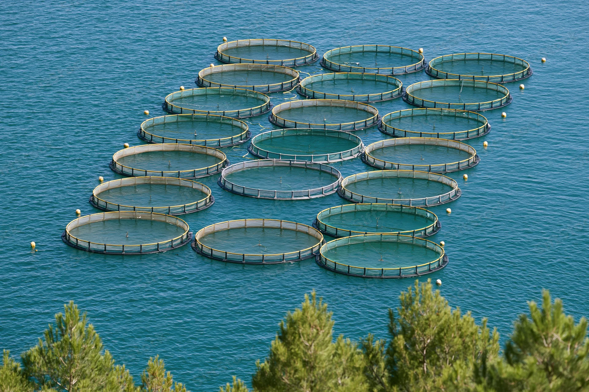 Rows of circular fish cages floating in open blue water near coastal trees