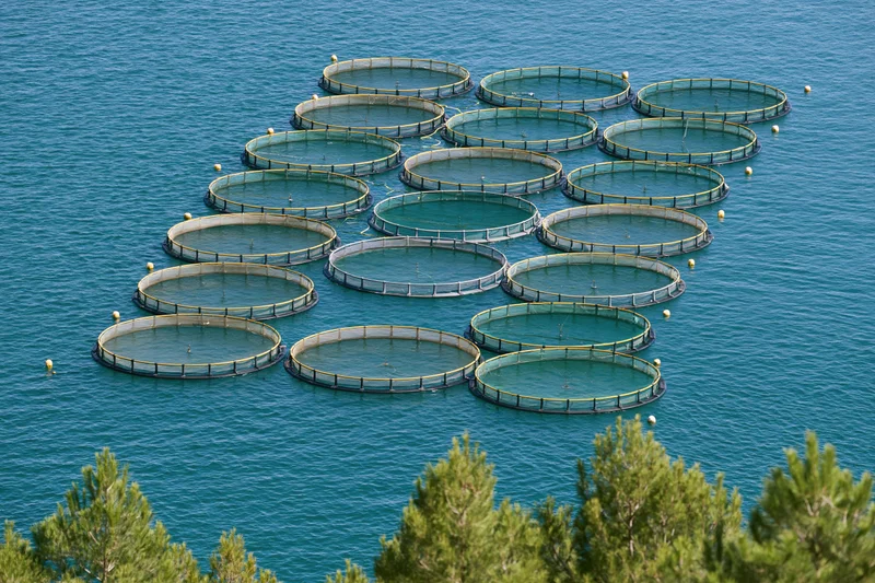 Rows of circular fish cages floating in open blue water near coastal trees