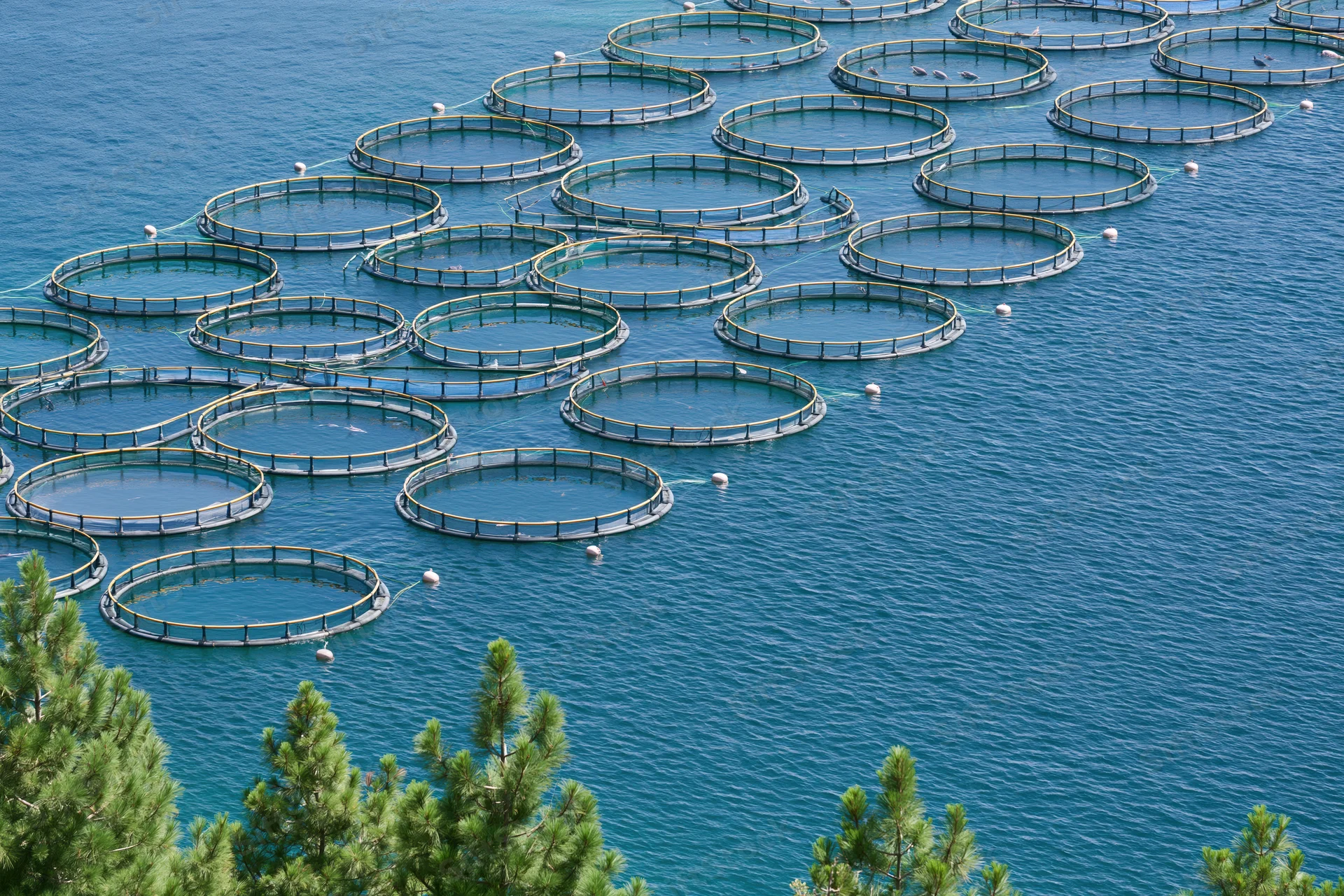 Rows of circular fish cages floating in open blue water near a tree-lined shore