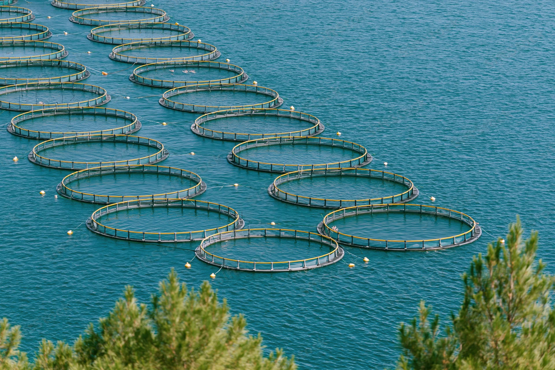 Rows of circular fish cages floating in open blue water near coastal trees