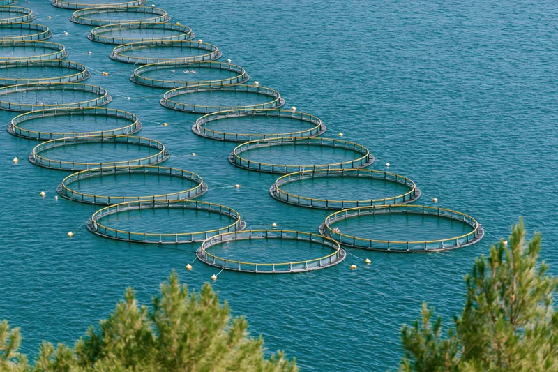 Rows of circular fish cages floating in open blue water near coastal trees