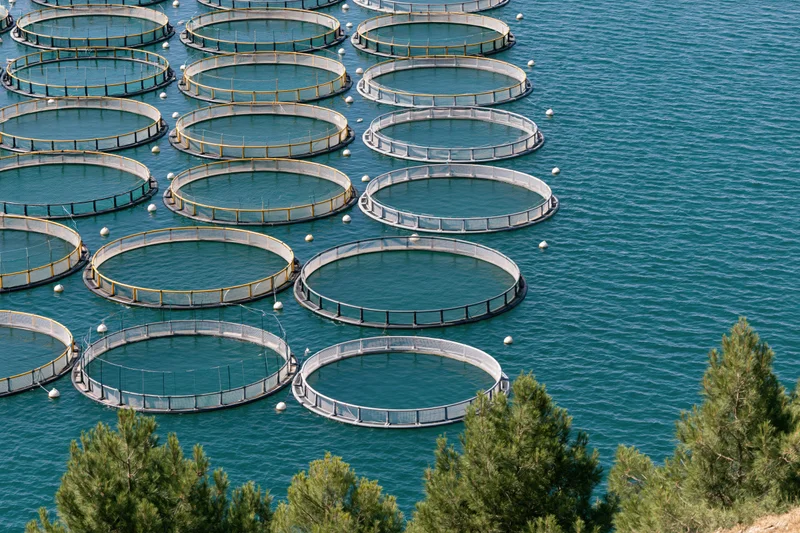 Circular Fish Pens Array Floating on Turquoise Sea Under Sunny Sky