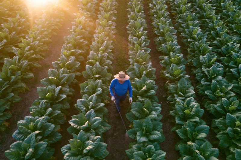 Farmer watering tobacco plants in rows from an aerial view during sunrise