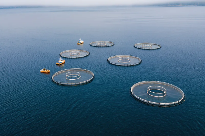 Erial view of a salmon aquaculture farm seven circular net pens