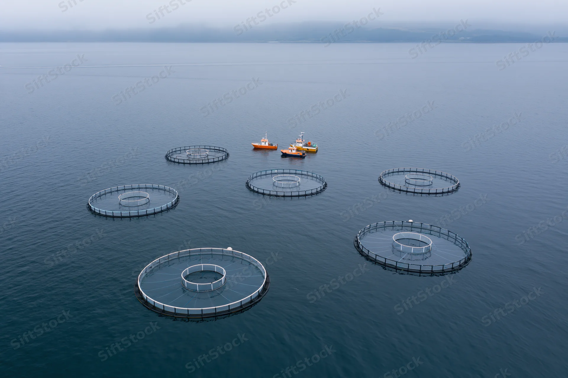 Circular net cages for salmon aquaculture floating in the ocean with fishing boats nearby
