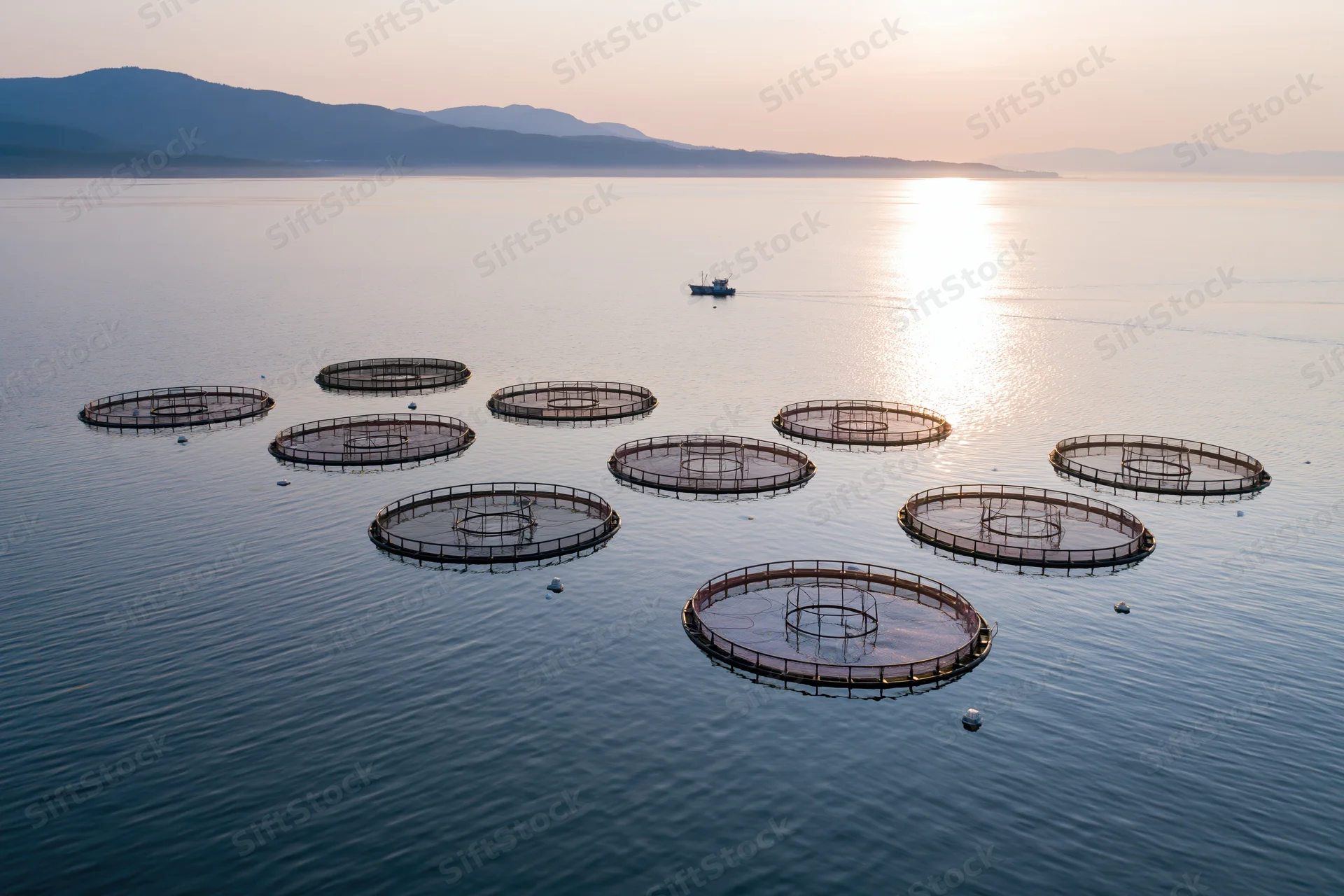 Circular net cages floating on calm ocean water at sunrise with distant mountains and a fishing boat