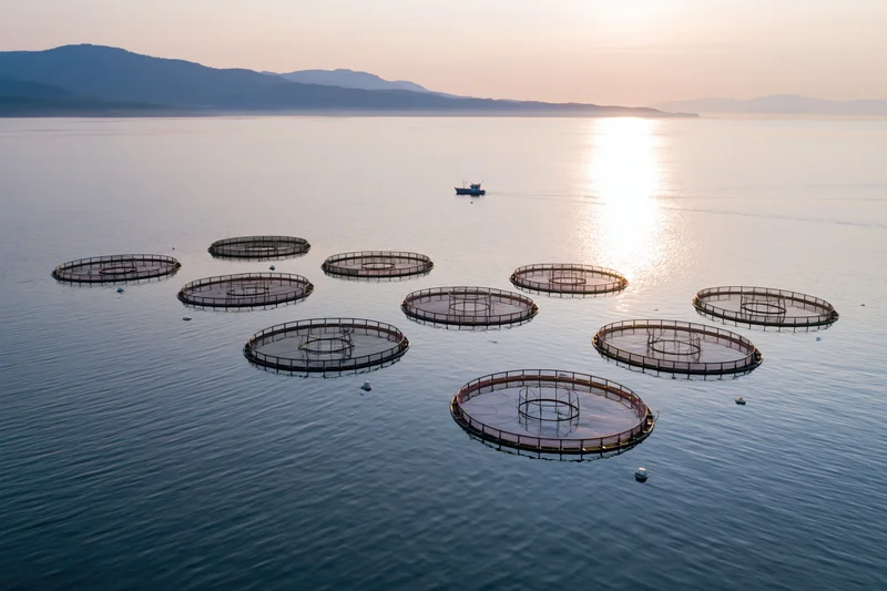 Circular net cages floating on calm ocean water at sunrise with distant mountains and a fishing boat