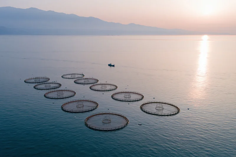 Circular net cages floating on calm ocean water near mountains at sunrise
