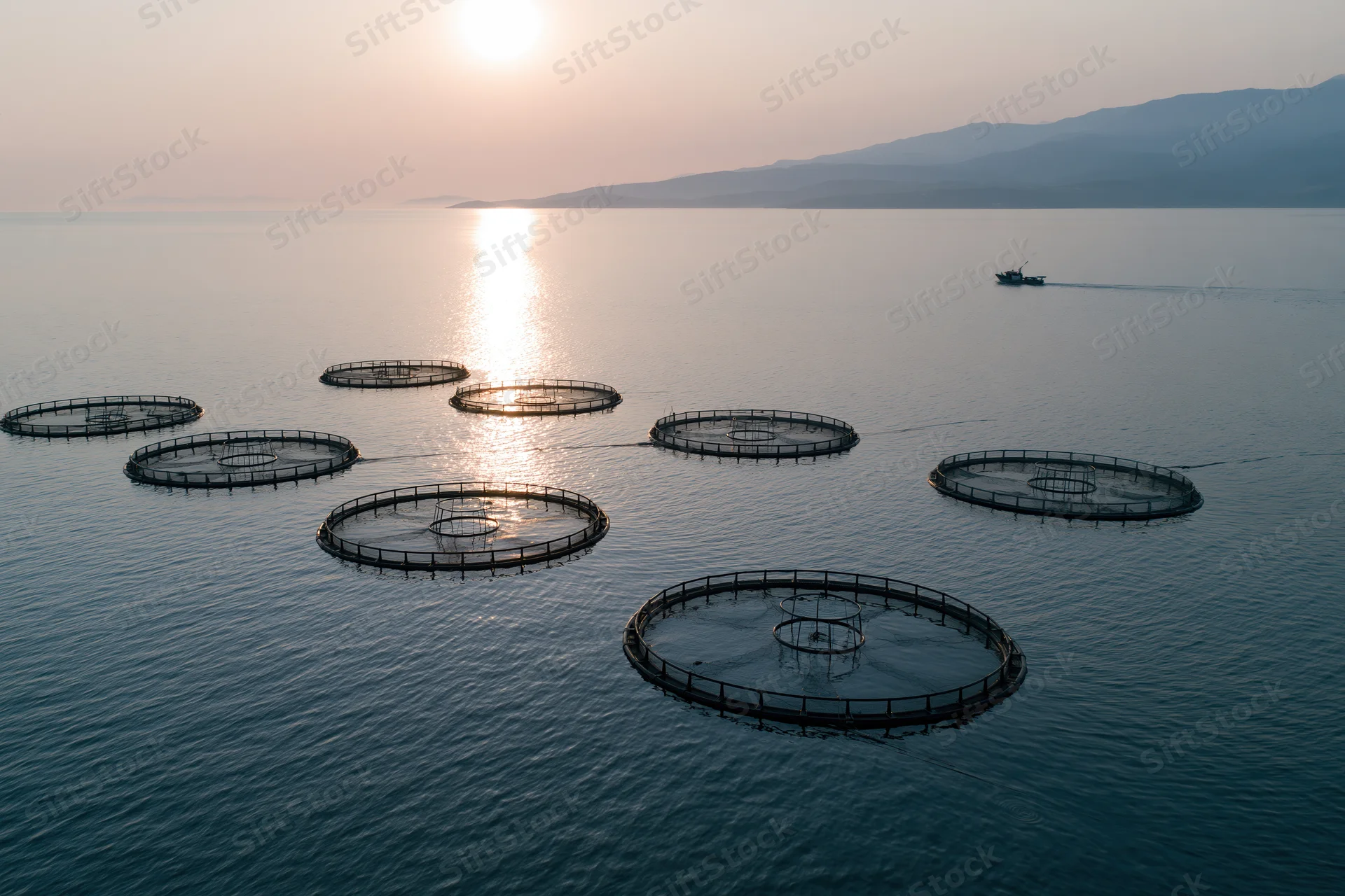 Circular net cages floating on calm ocean water at sunset with distant mountains and a fishing boat in the background