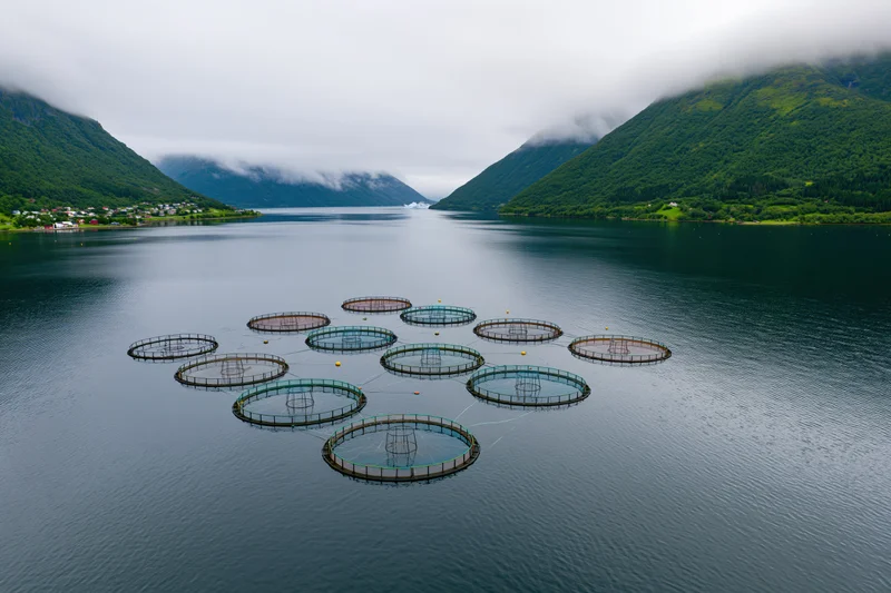 Circular salmon net pens floating in a fjord surrounded by green mountains under cloudy sky