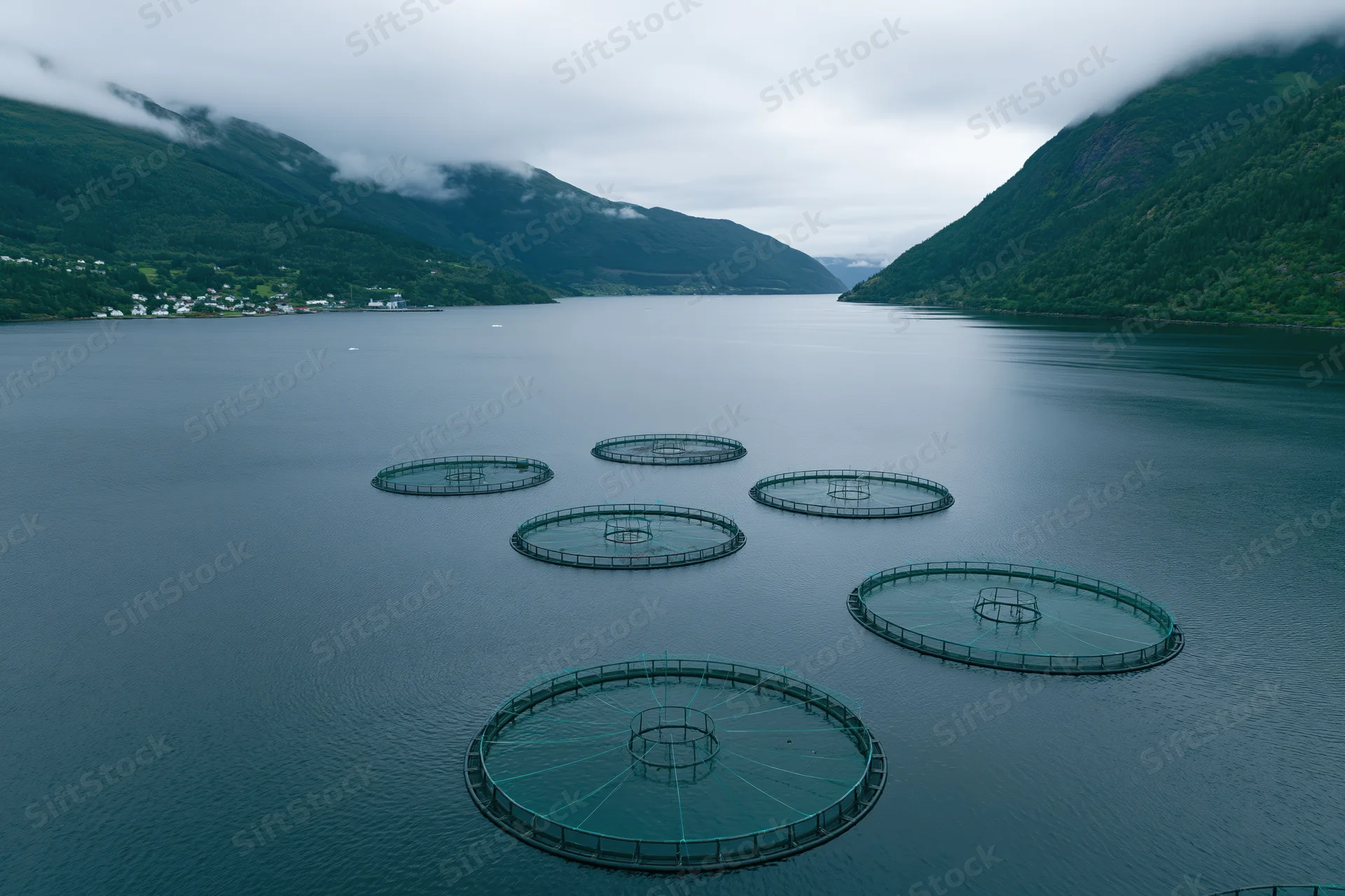Circular salmon net pens floating in a fjord surrounded by green mountains under an overcast sky