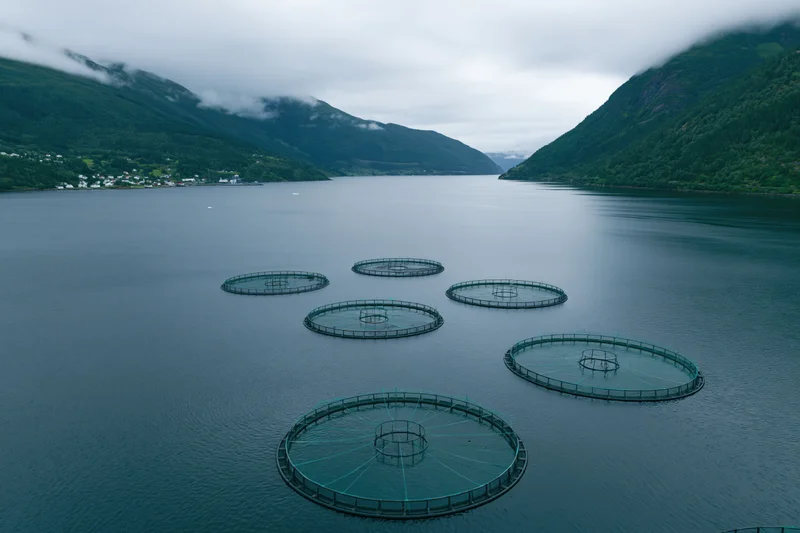 Circular salmon net pens floating in a fjord surrounded by green mountains under an overcast sky