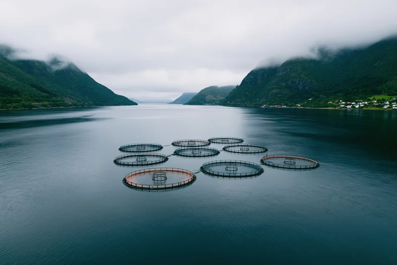 Circular salmon fish farm net pens floating in a fjord surrounded by green mountains under cloudy sky