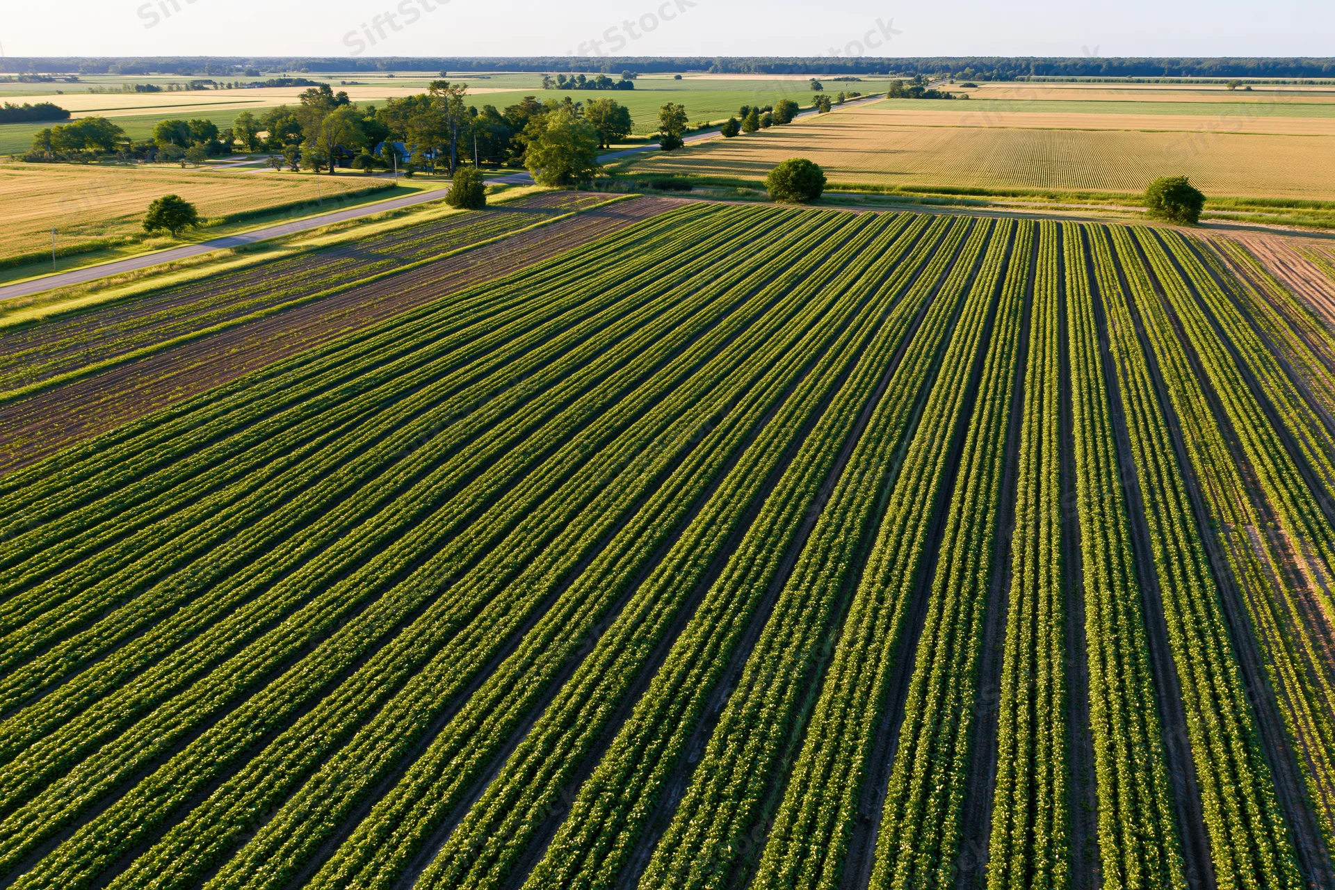 Aerial view of converging crop rows in a large agricultural field