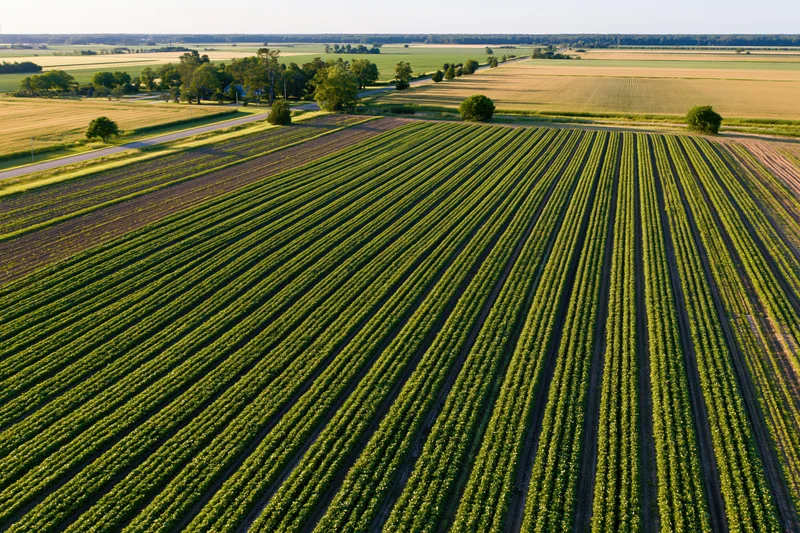 Aerial view of converging crop rows in a large agricultural field
