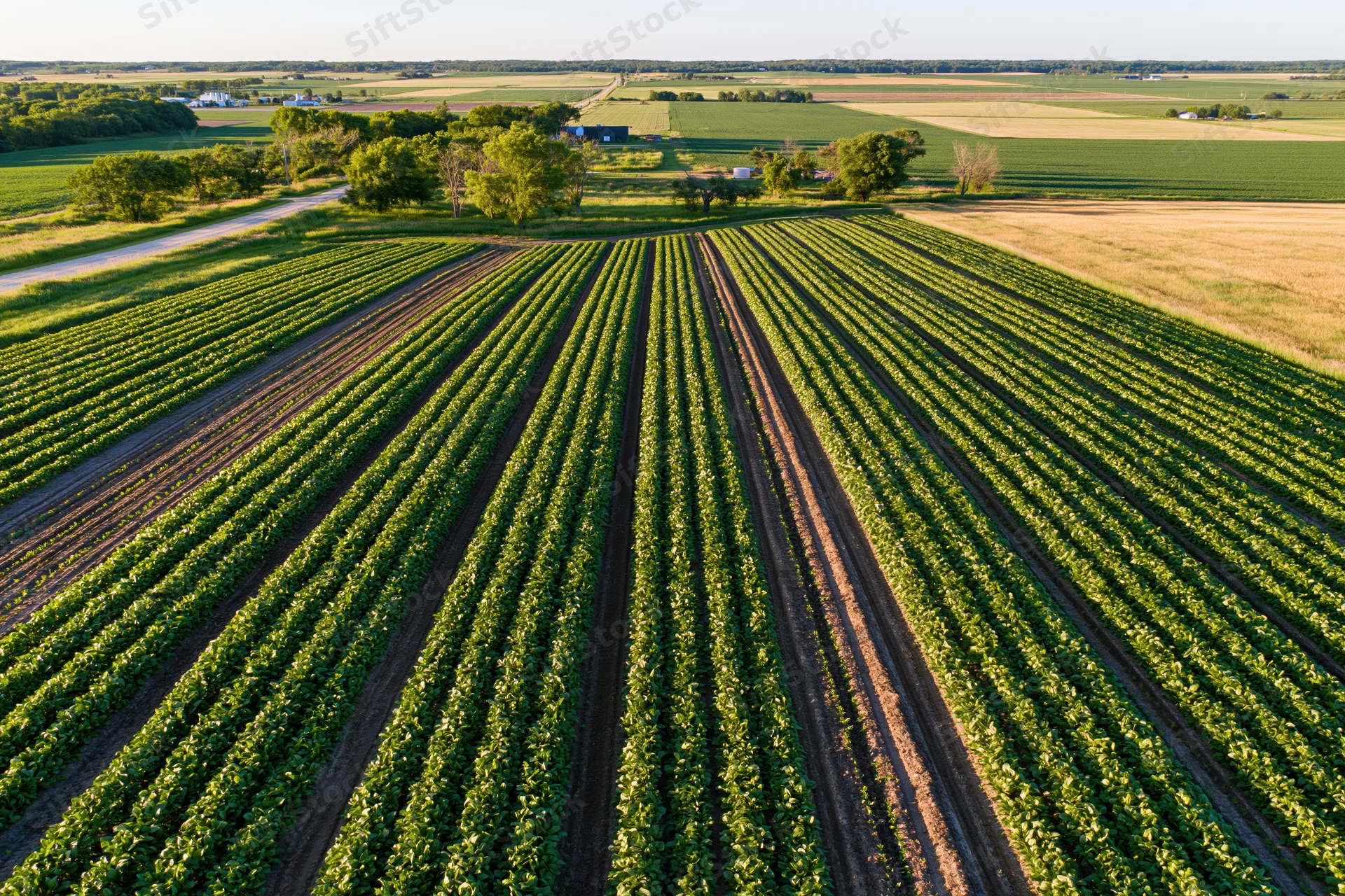 Converging rows of soybean crops in a rural agricultural field viewed from above