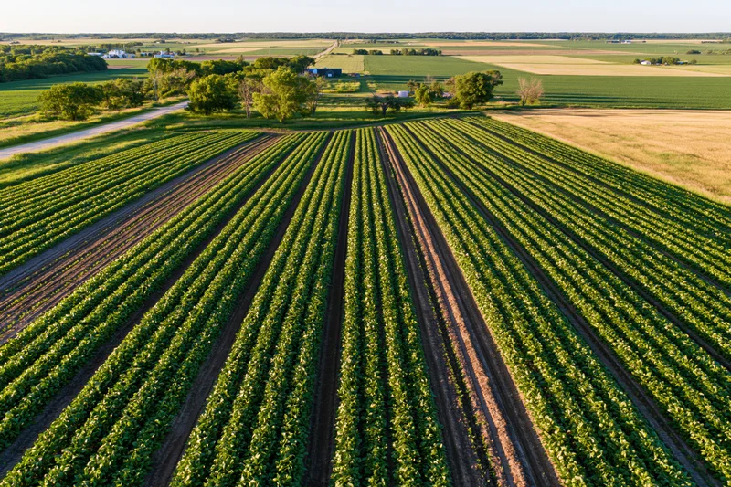 Converging rows of soybean crops in a rural agricultural field viewed from above