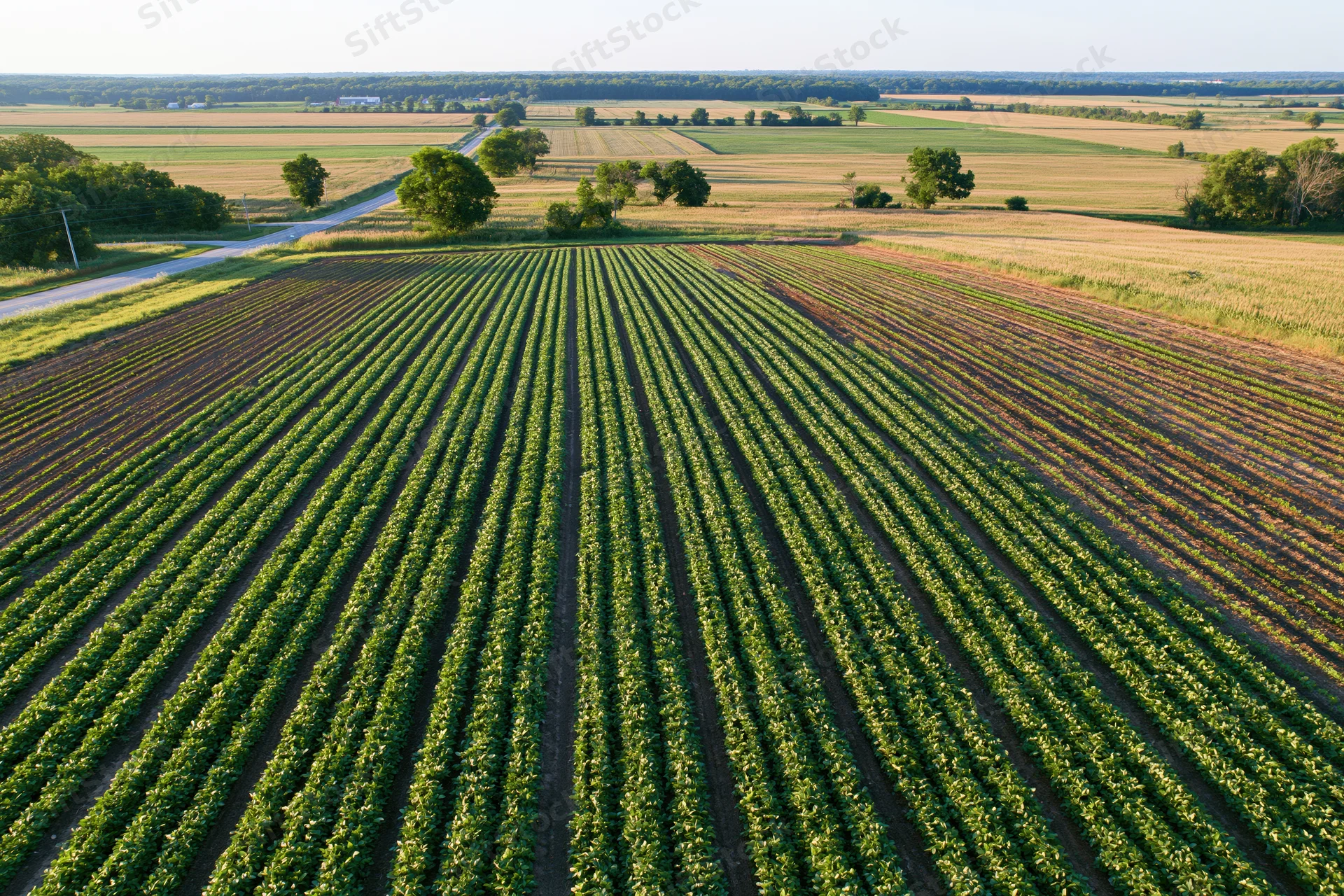 Aerial view of converging soybean crop rows in a large agricultural field