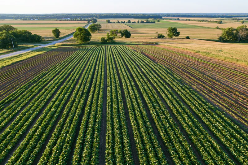 Aerial view of converging soybean crop rows in a large agricultural field