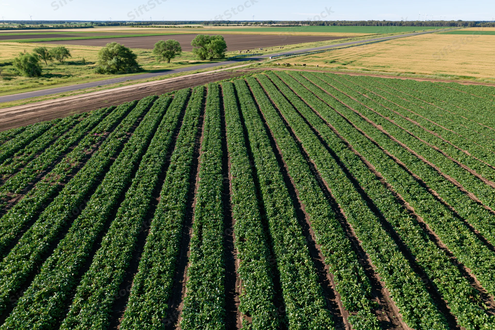 Aerial view of converging soybean crop rows in a large agricultural field