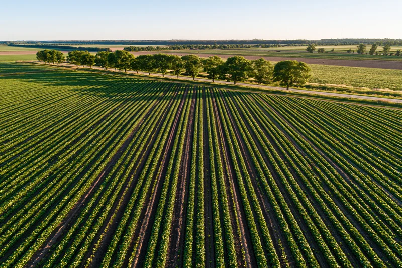 Aerial view of parallel rows of green crops in a rural field