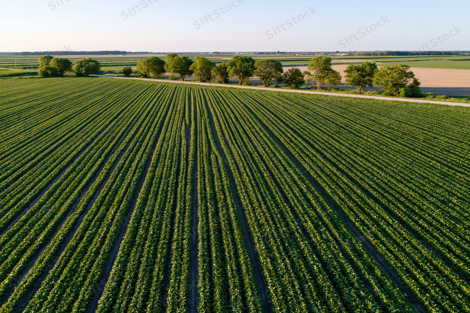 Aerial view of parallel rows of green crops stretching across a rural field