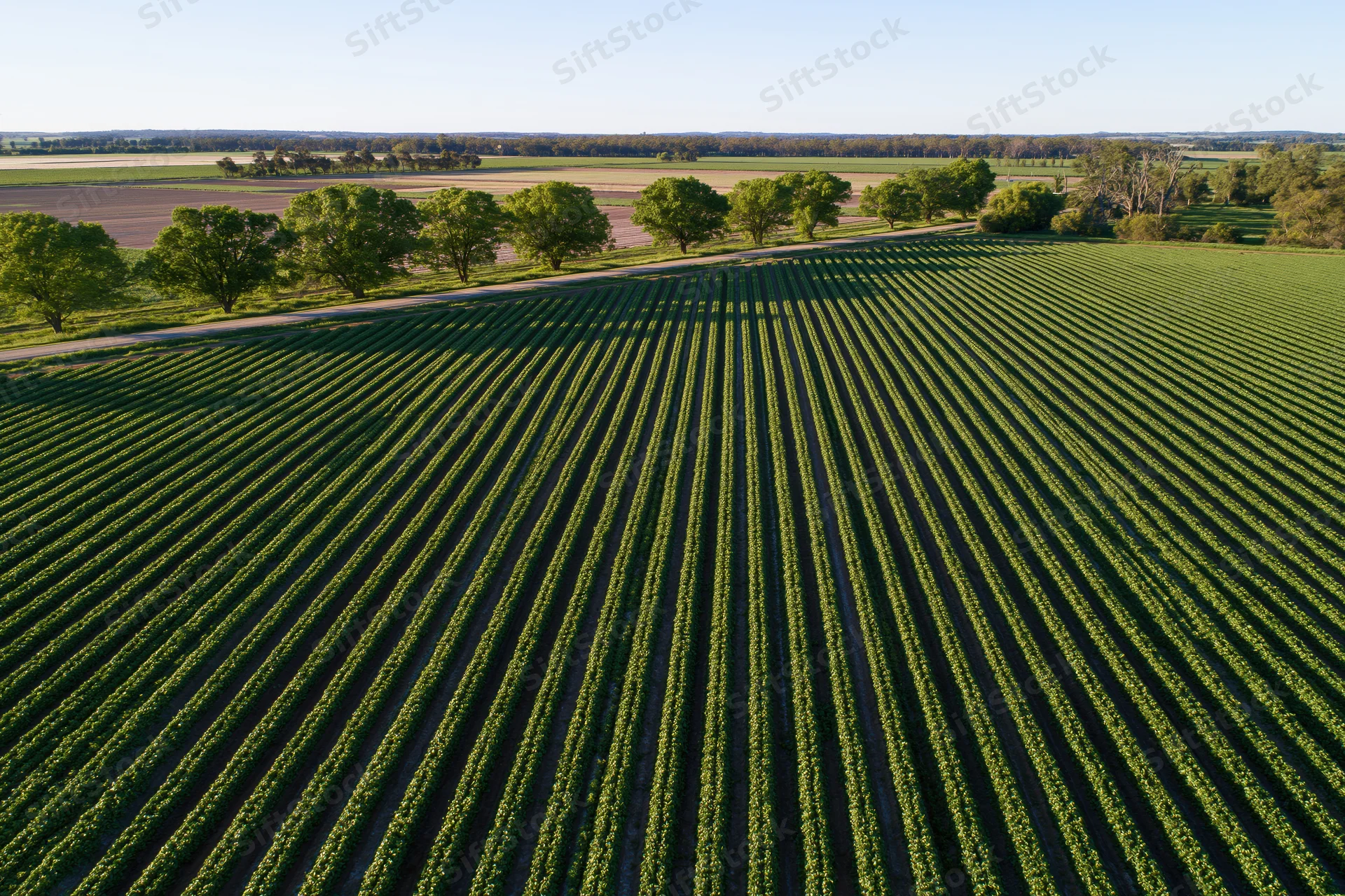 Aerial view of parallel rows of green soybean crops in a rural field