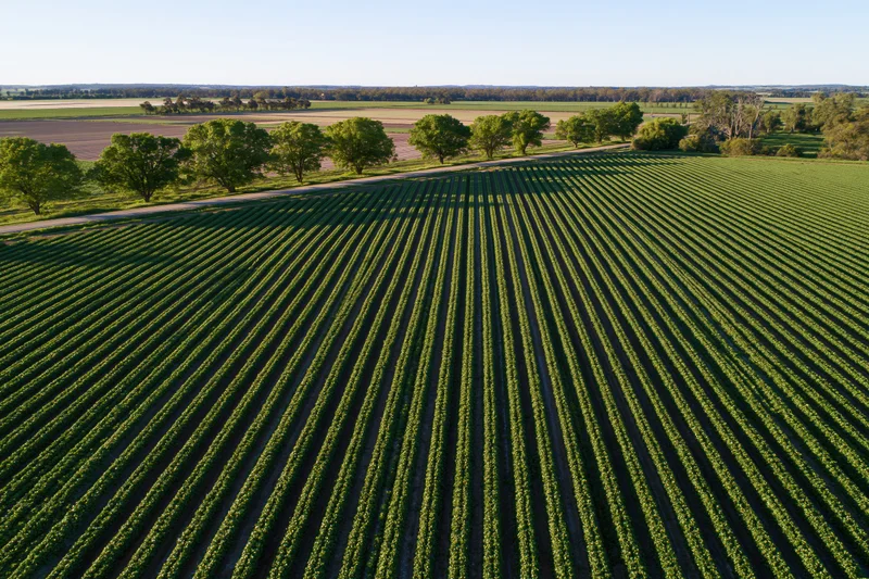 Aerial view of parallel rows of green soybean crops in a rural field