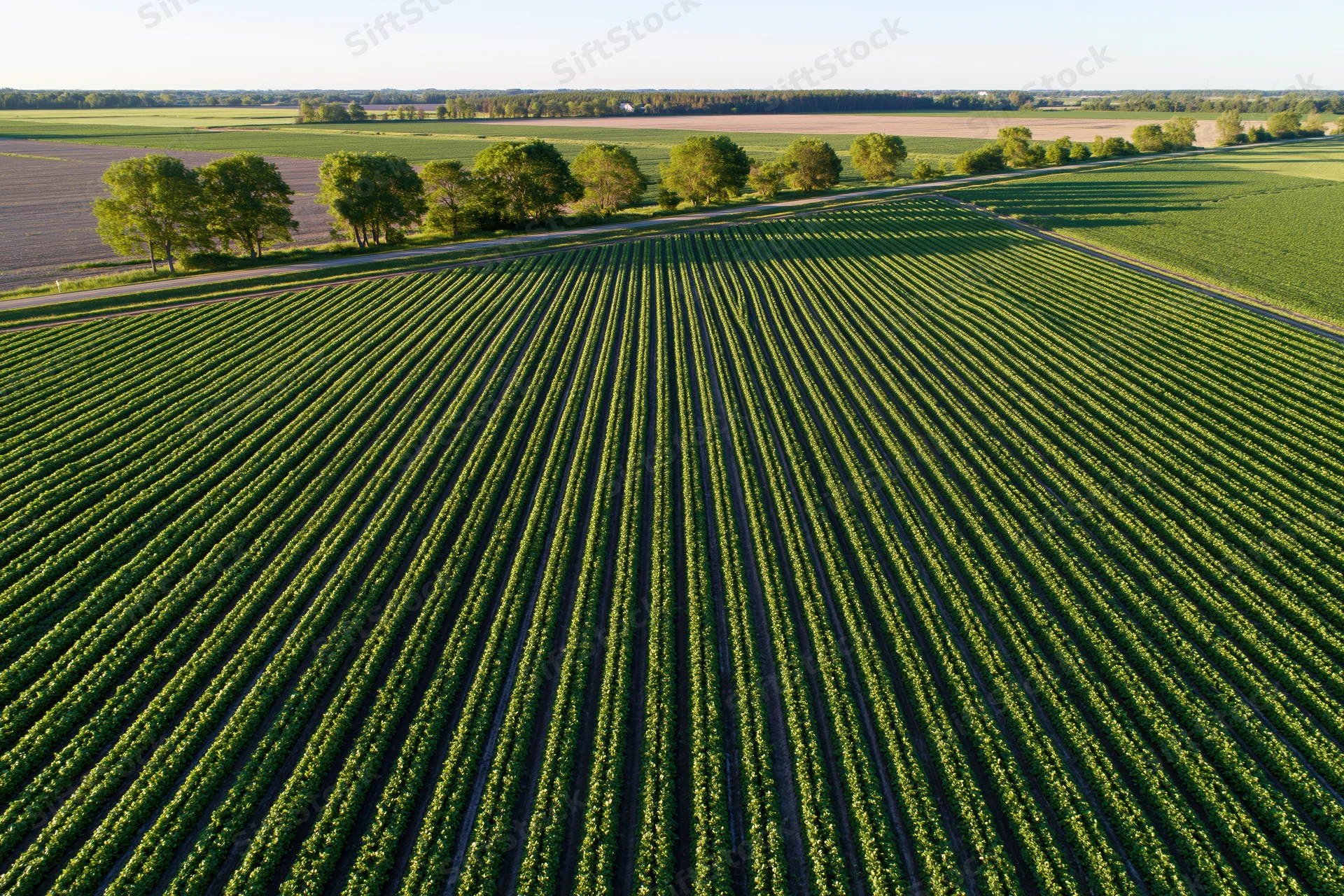Aerial view of parallel rows of low green crops stretching across a rural field