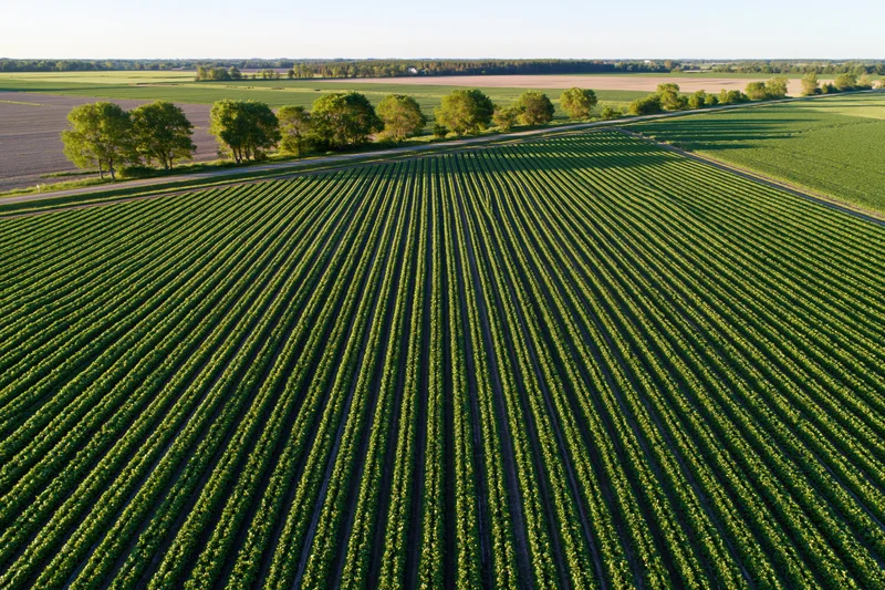 Aerial view of parallel rows of low green crops stretching across a rural field