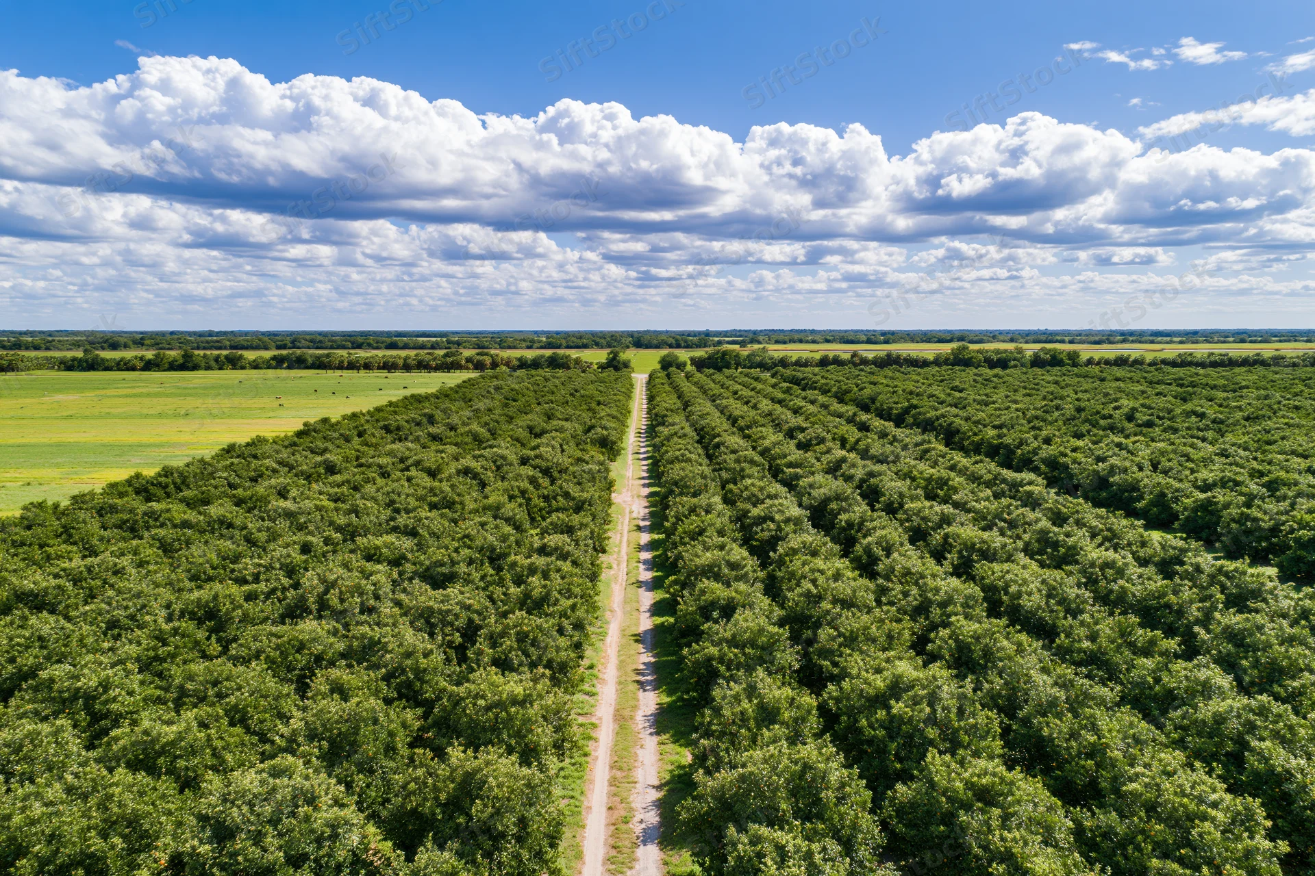 Aerial view of rows of citrus orange grove trees stretching across a rural landscape under a blue sky with clouds