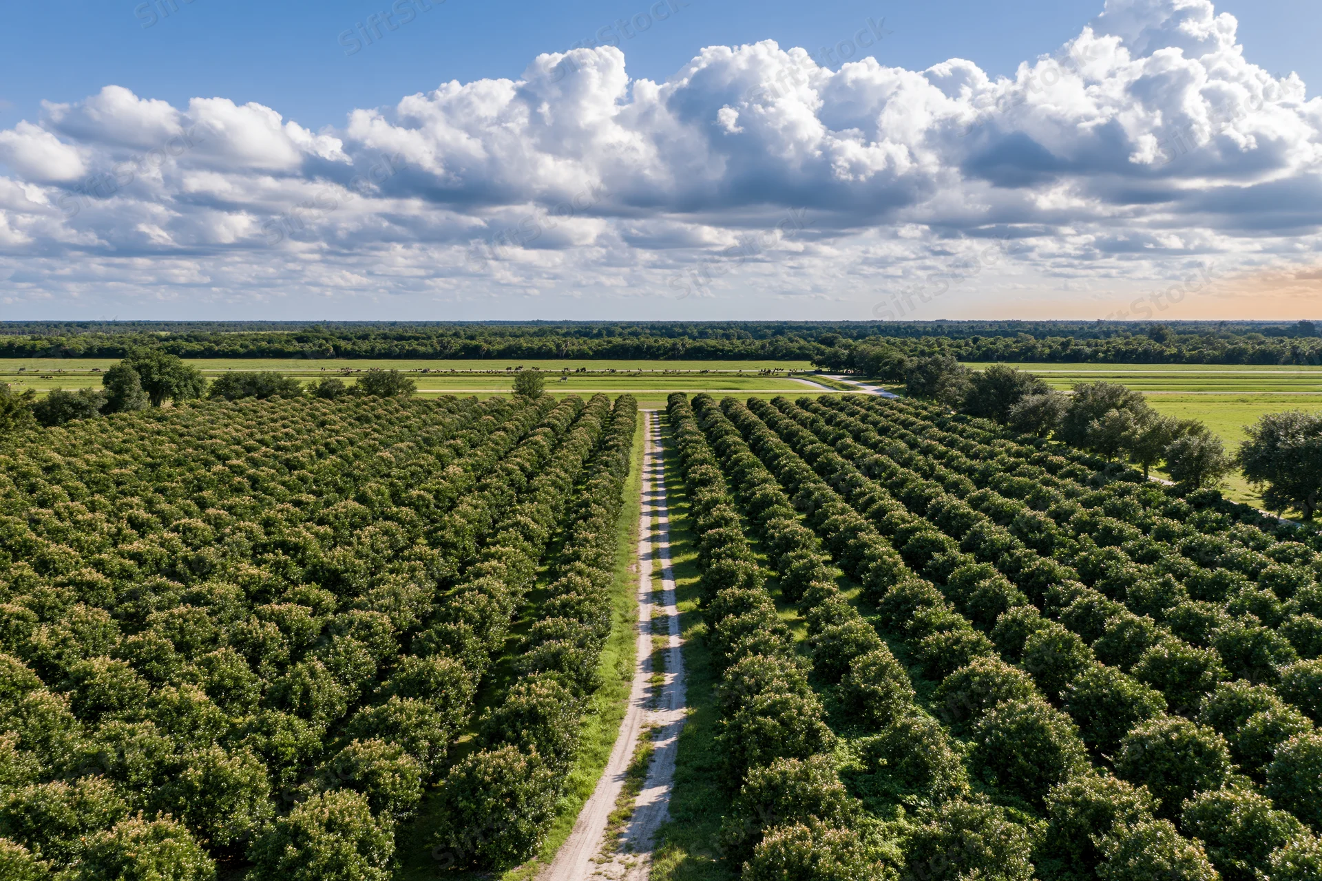 Aerial view of rows of citrus orange grove trees stretching across a rural farm field under a blue sky with clouds