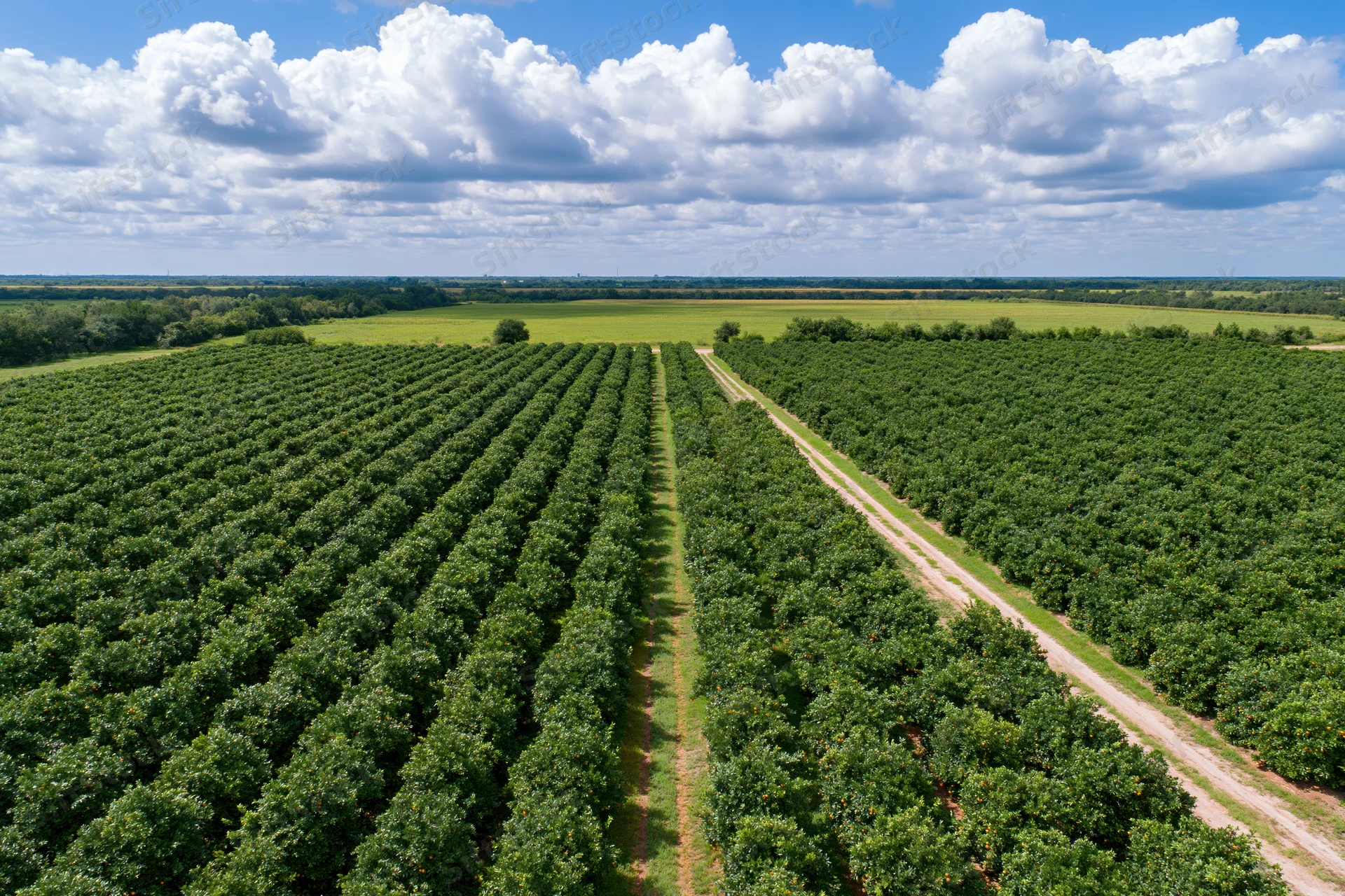 Aerial view of rows of citrus orange grove trees stretching across a rural farm field under a blue sky with clouds