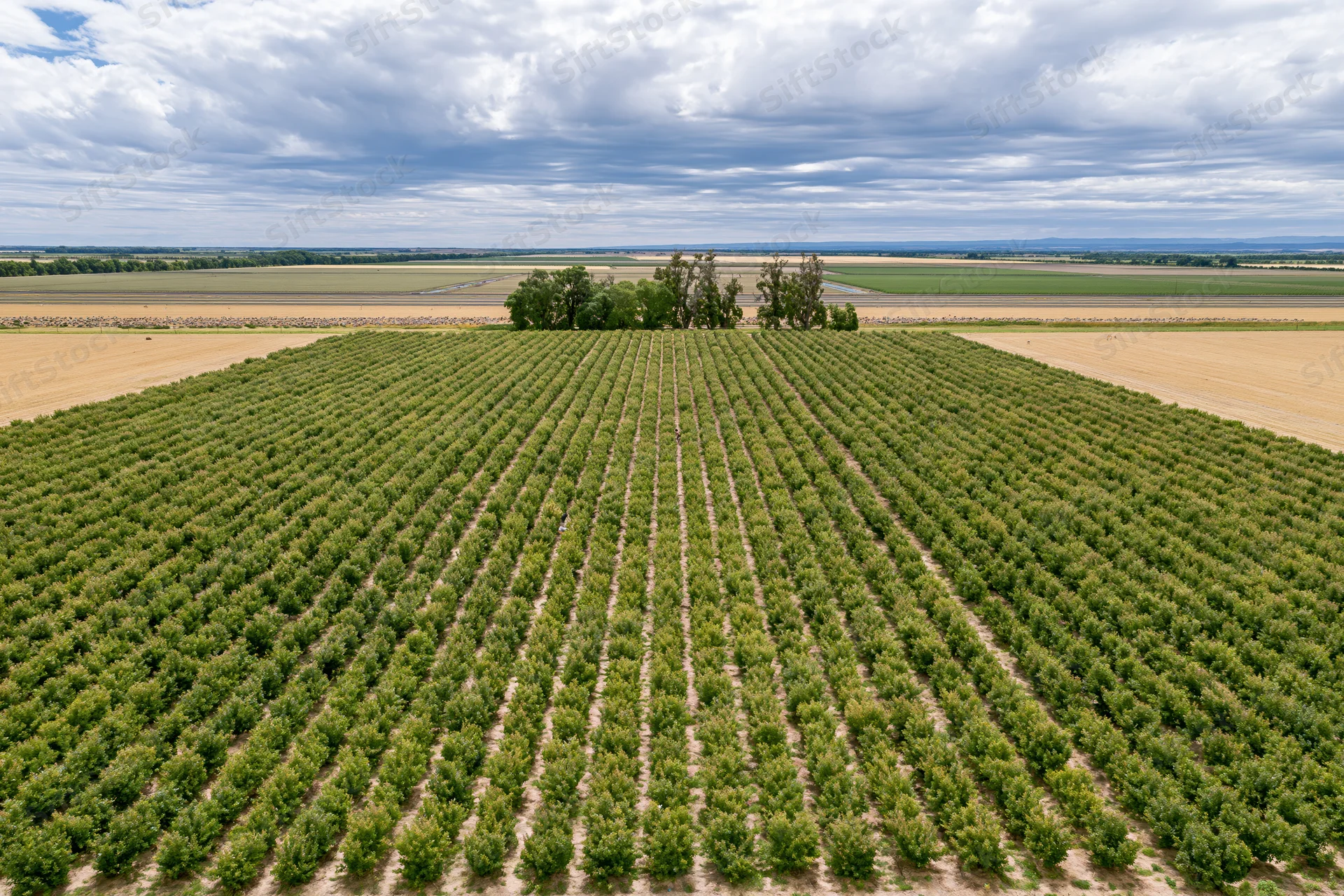 Aerial view of a large fruit orchard with rows of trees converging into the distance under a cloudy sky