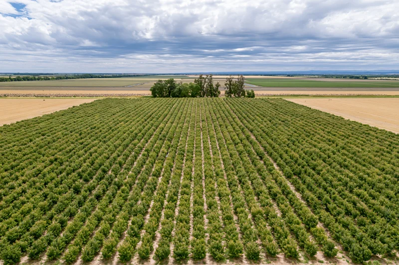 Aerial view of a large fruit orchard with rows of trees converging into the distance under a cloudy sky
