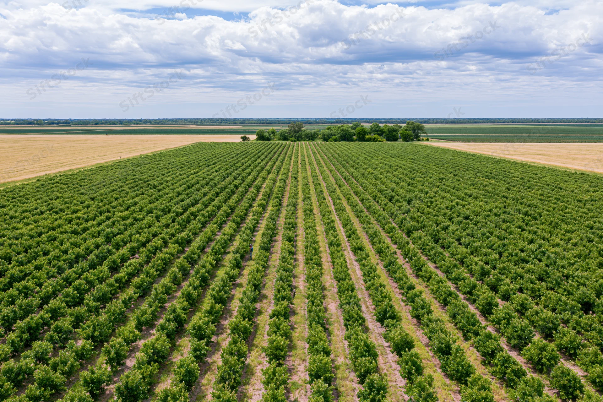 Aerial view of a large fruit orchard with rows of trees converging toward the horizon under a cloudy sky
