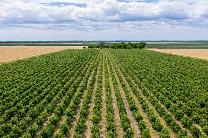 Aerial view of a large fruit orchard with rows of trees converging toward the horizon under a cloudy sky