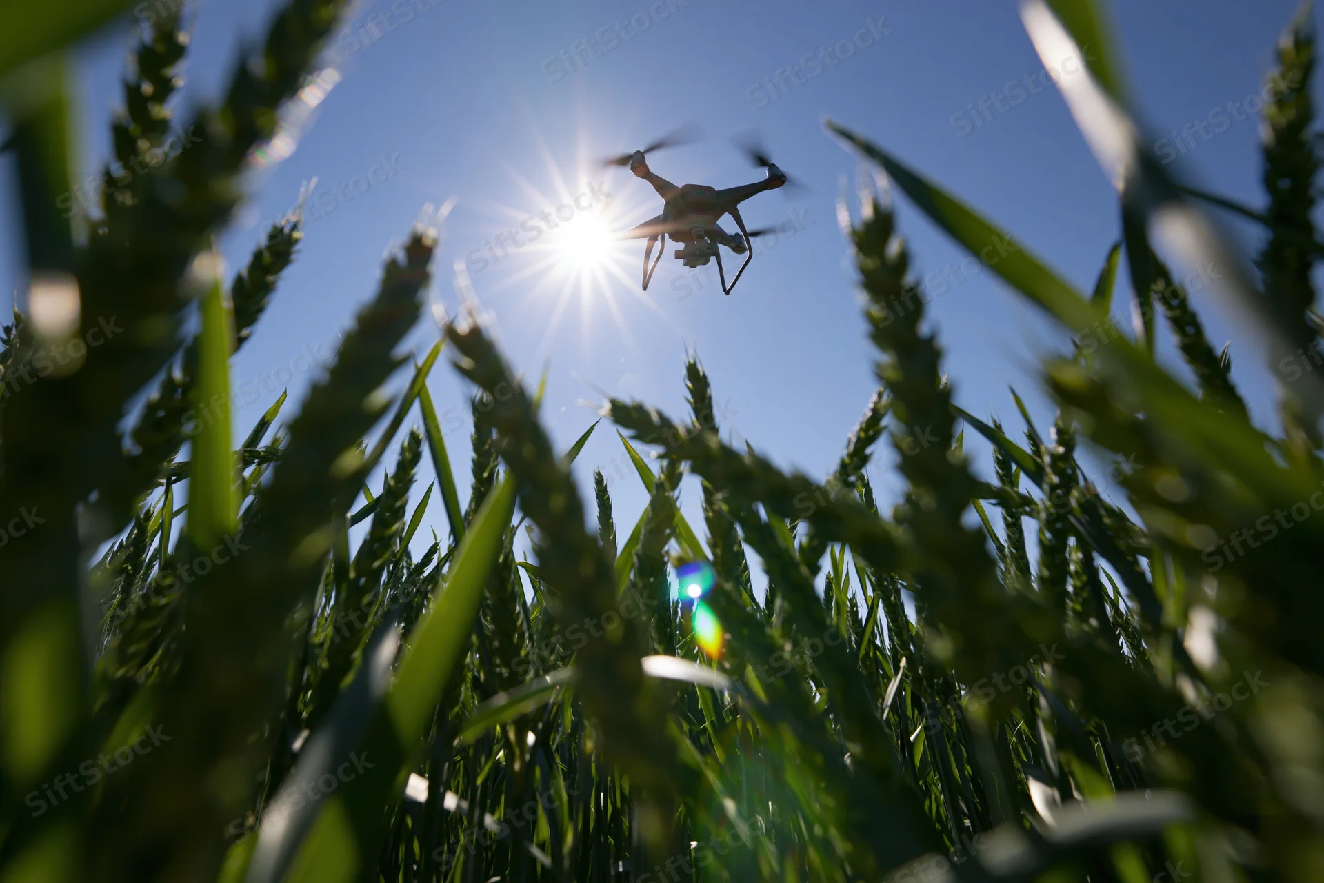Drone hovering low over wheat field under bright sun