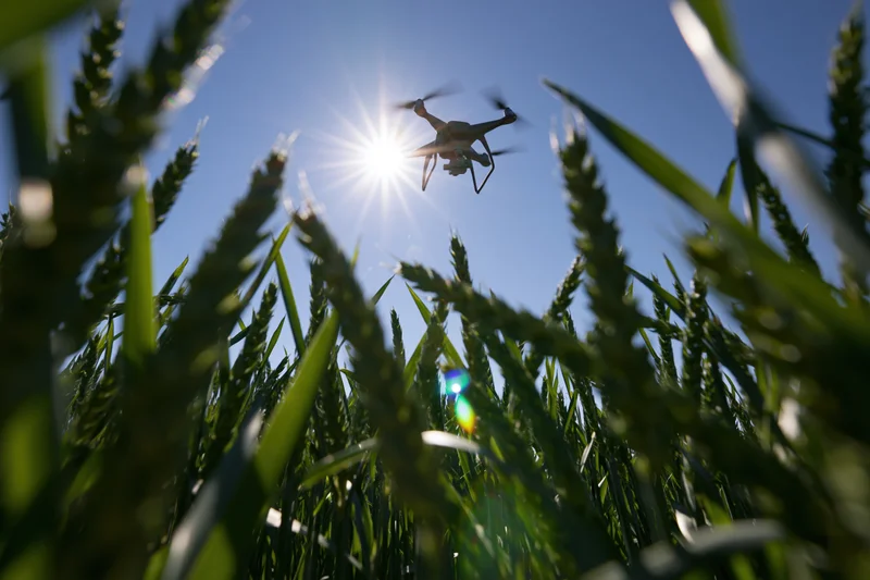 Drone hovering low over wheat field under bright sun