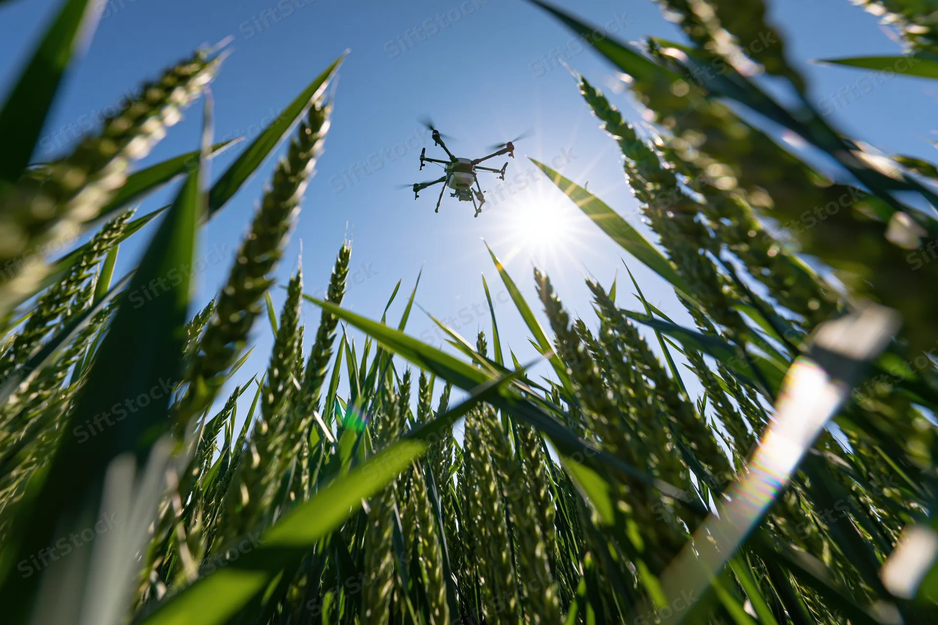 Drone hovering low over wheat field from ground level view