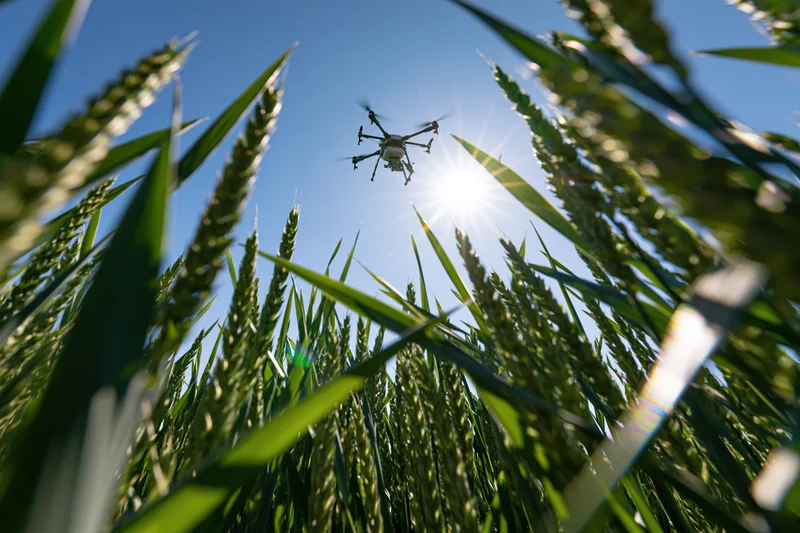 Drone hovering low over wheat field from ground level view