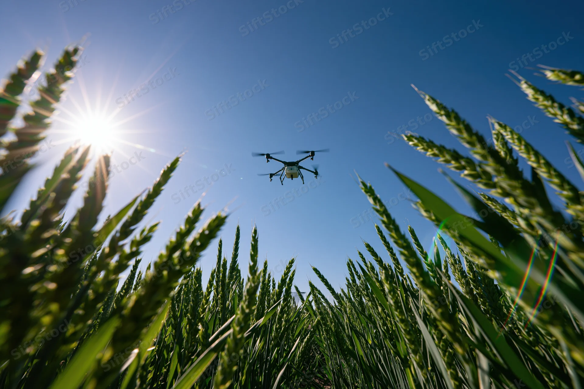 Drone hovering over wheat field under bright sun