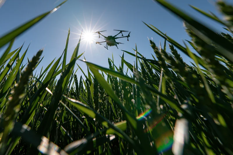 Agricultural drone hovering low over wheat field from ground level view