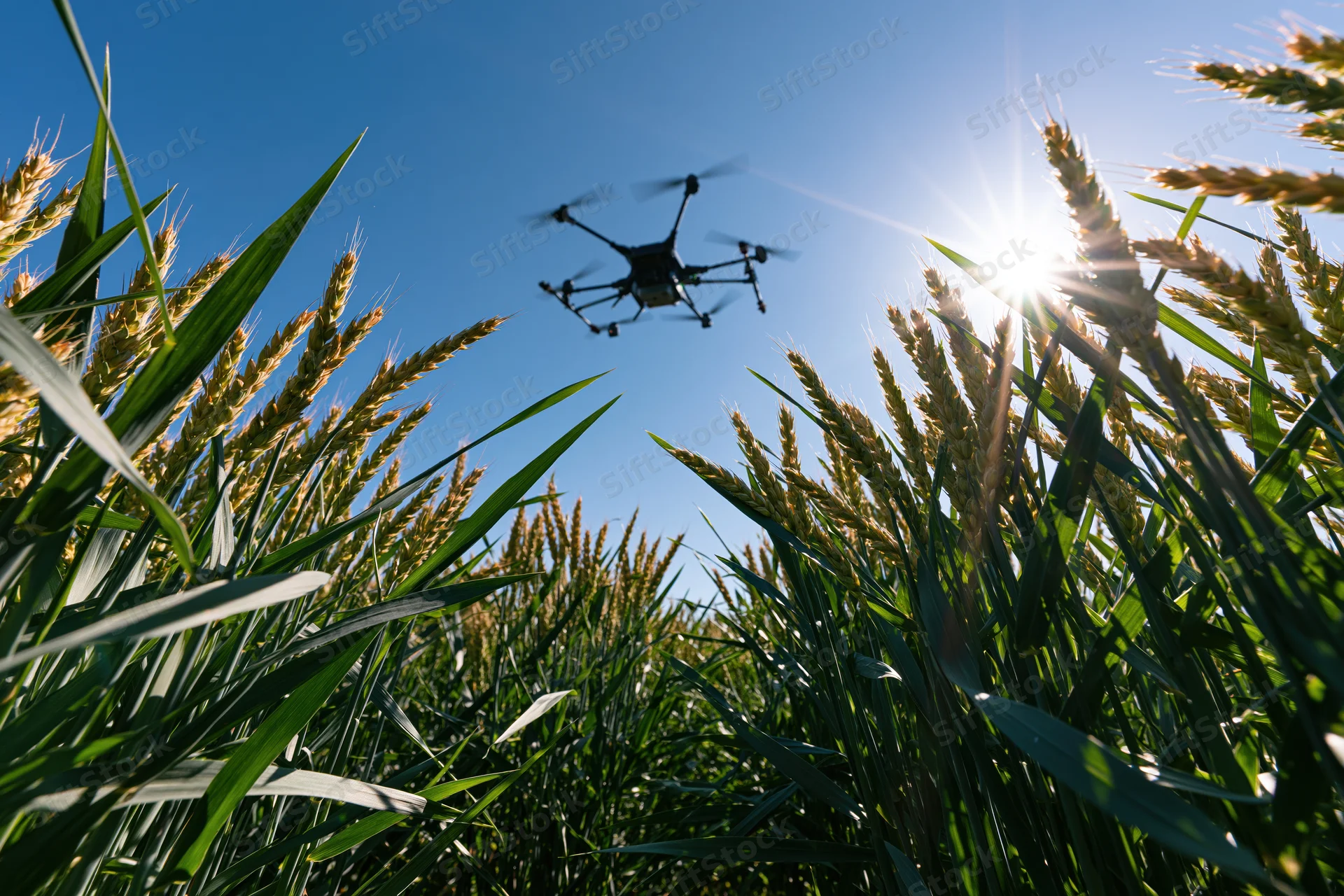Hexacopter drone flying low over wheat field under bright sun