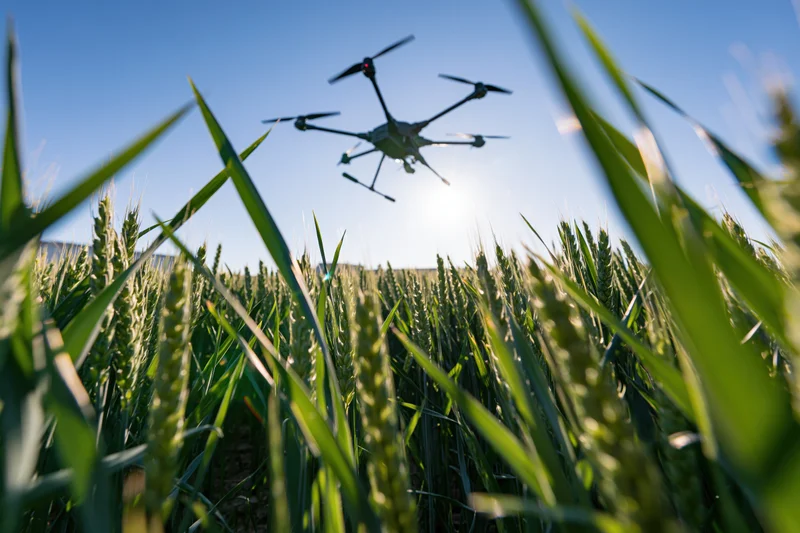 Agricultural hexacopter drone flying low over a wheat field during daytime