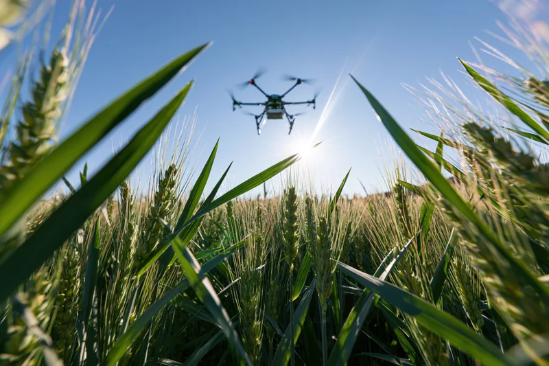 Hexacopter drone flying low over a wheat field under clear blue sky