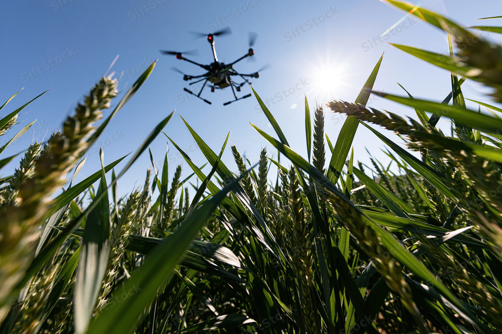 Agricultural hexacopter drone hovering low over a wheat field under bright sun