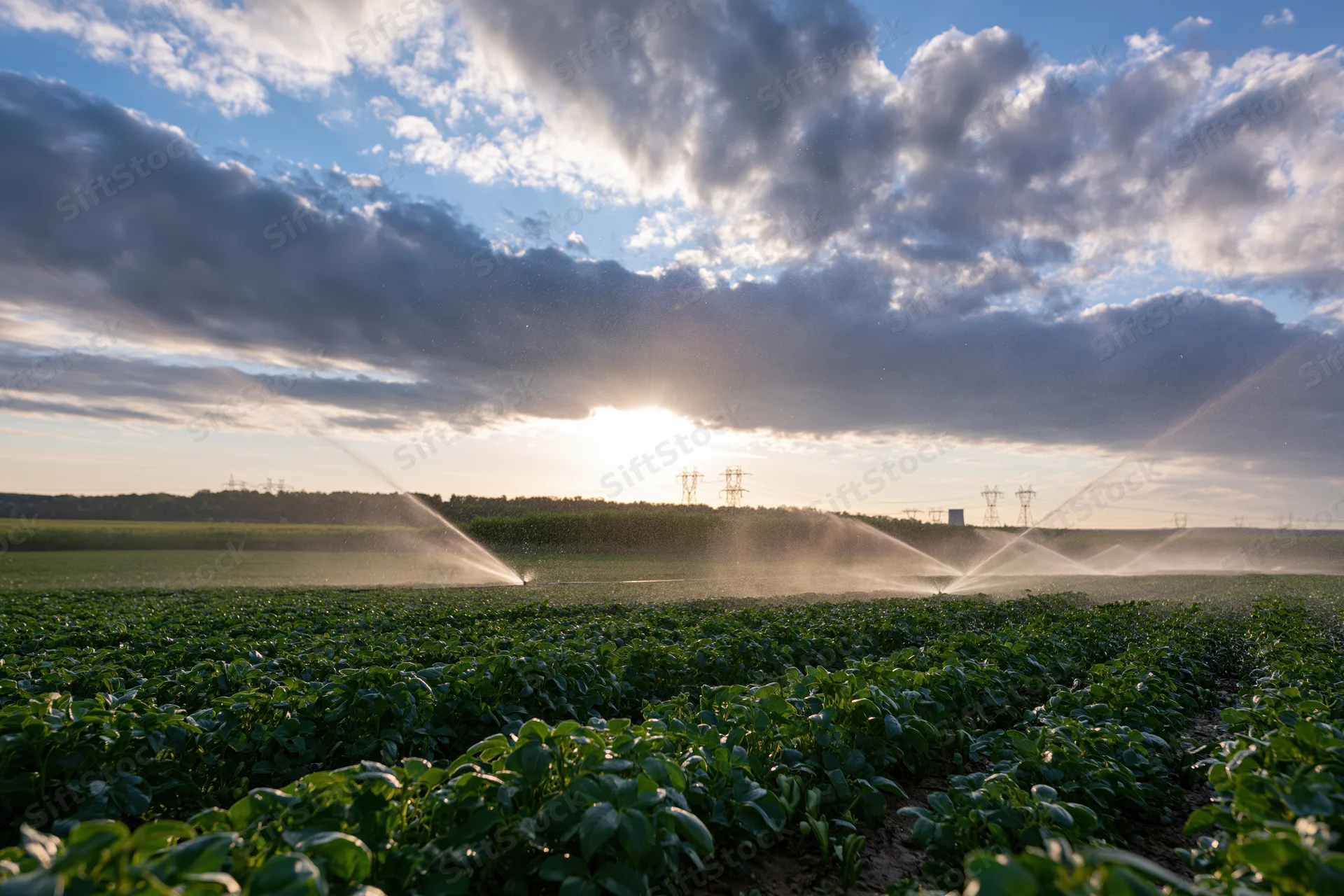 Irrigation sprinklers spraying water across a soybean field at sunset